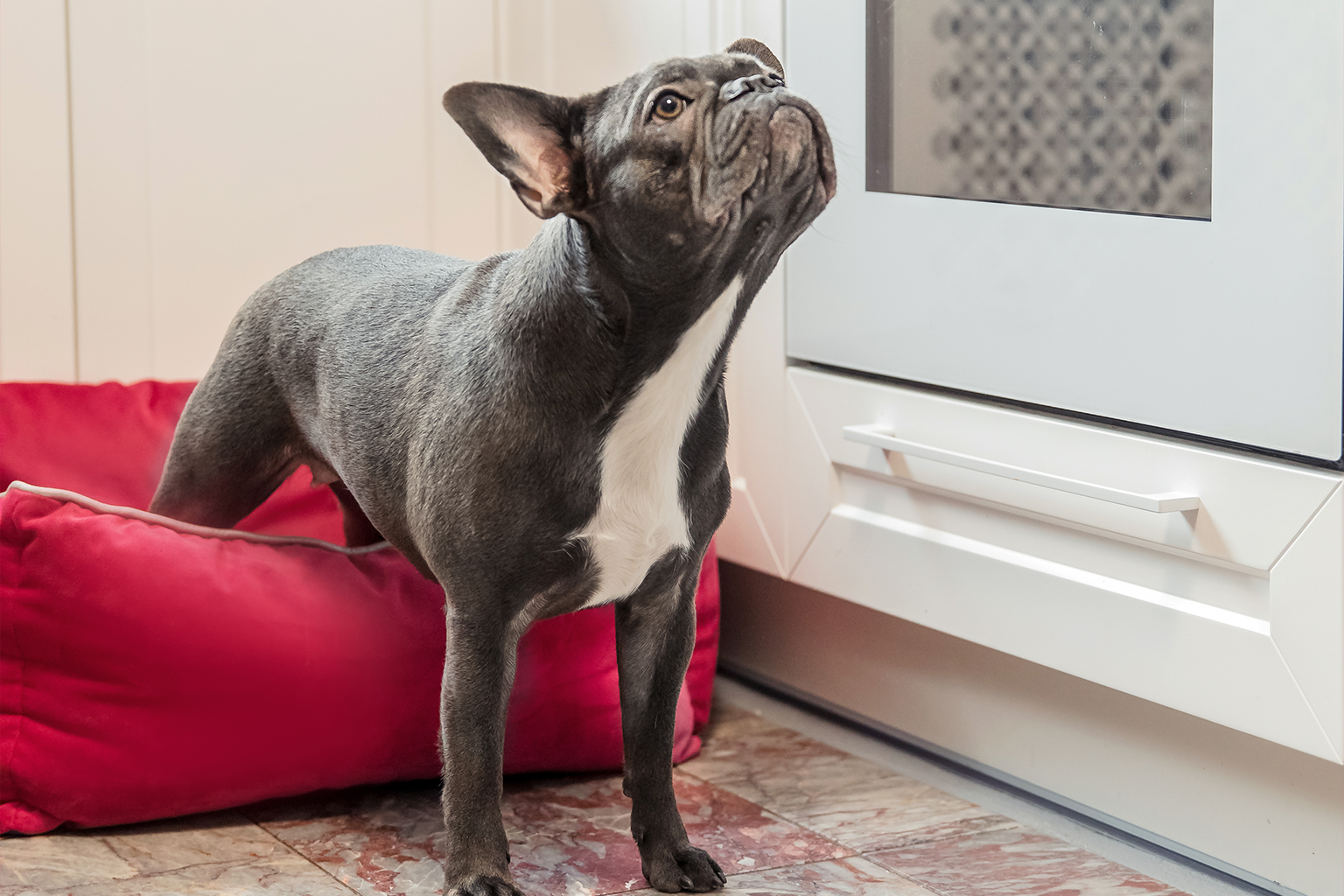 Your Home Looks — and Smells — Completely Different to Your Dog