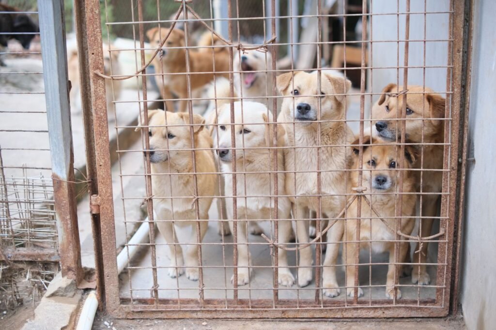 Dogs waiting together at an animal shelter