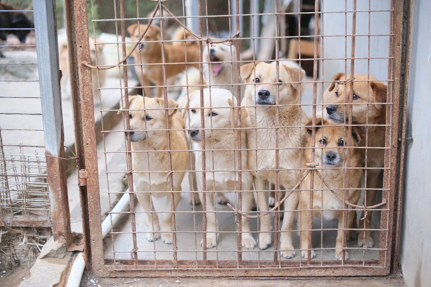 Dogs waiting together at an animal shelter