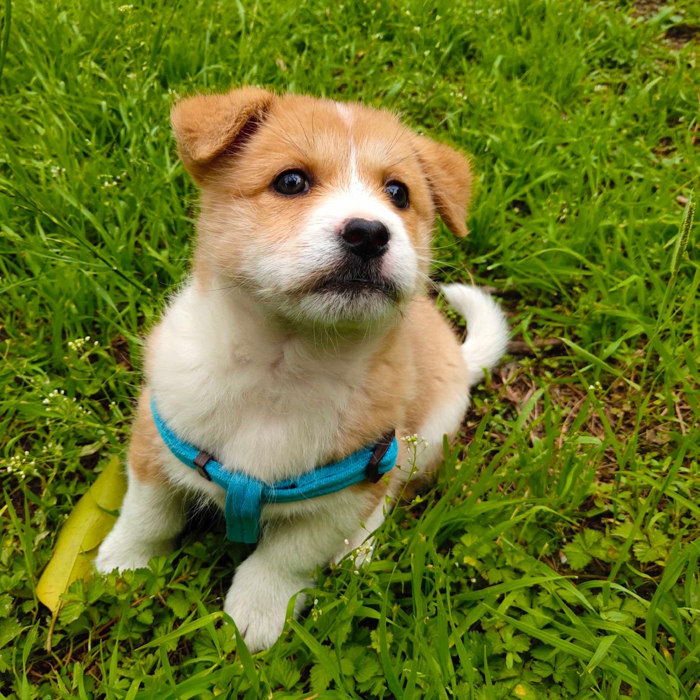 The First Pet Shopping List: Buy for Your Routine, Not the Display