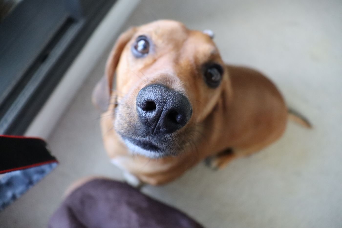 Close-up portrait of a friendly dog