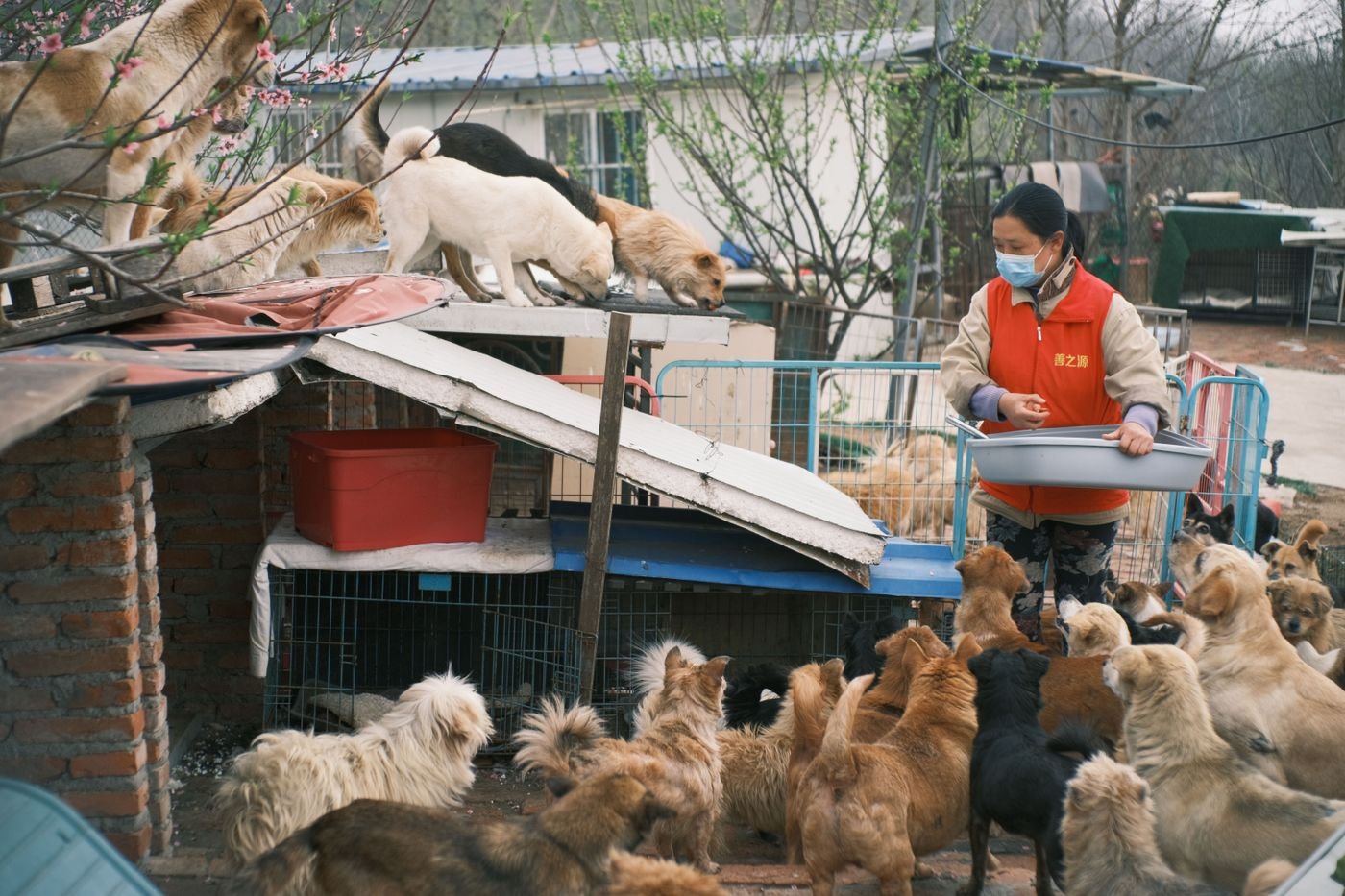 Person caring for dogs at an animal shelter