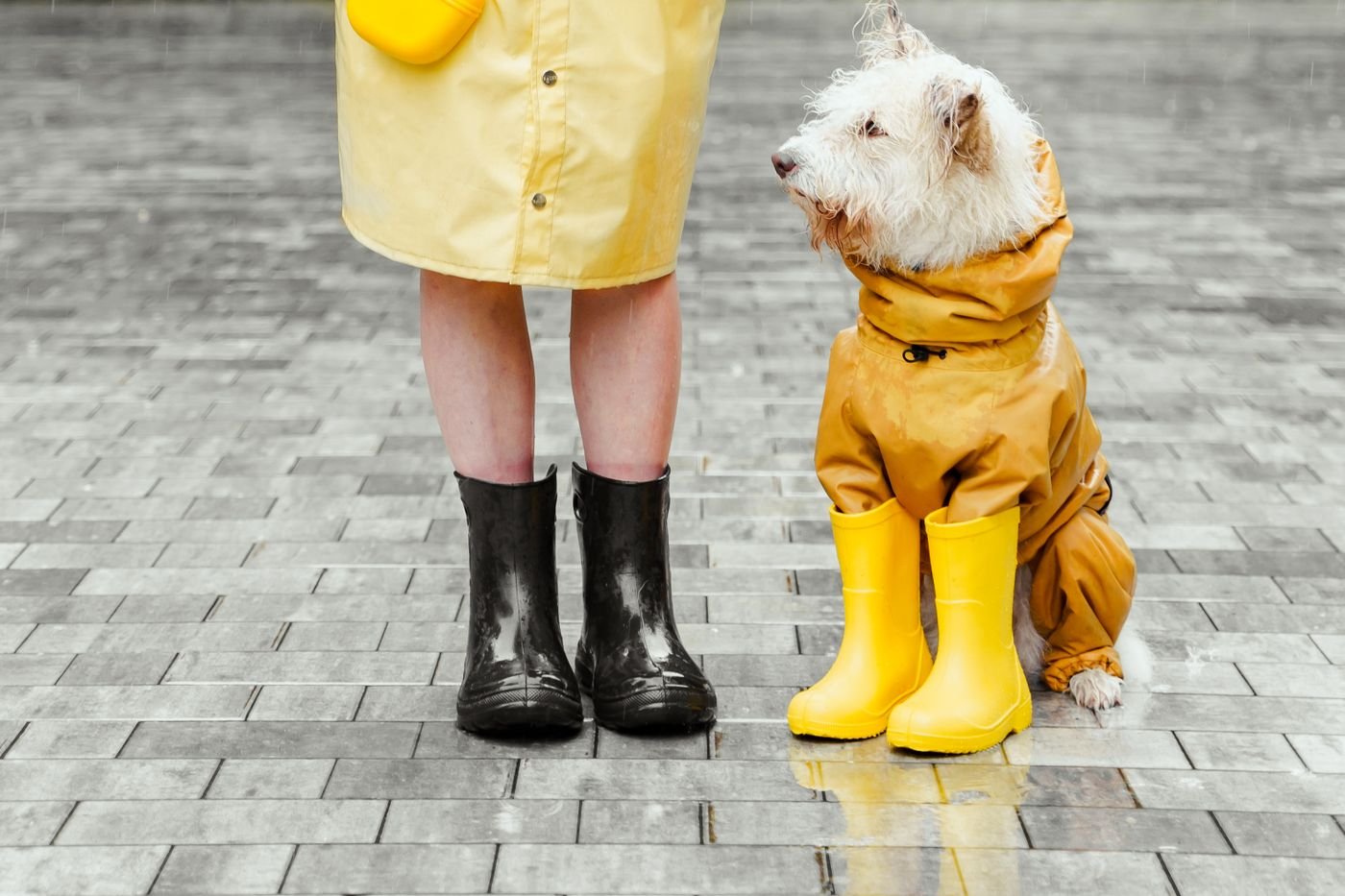 Dog Raincoat Shopping Guide: Fit, Coverage, and Everyday Comfort