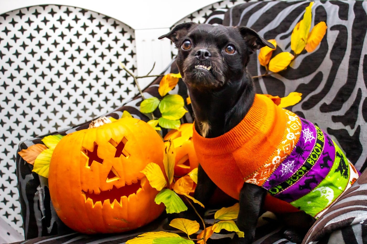Dog Halloween Outfits: A Comfort-First Costume Checklist