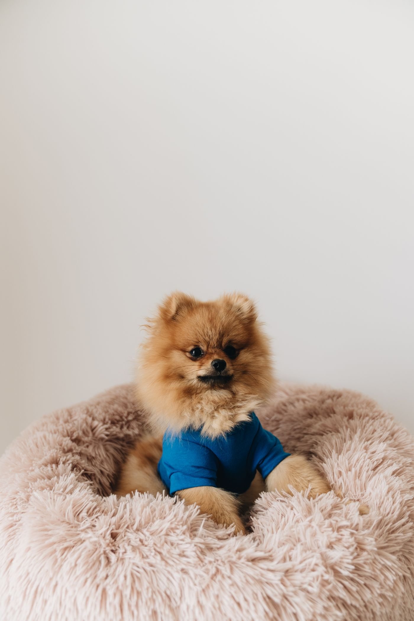 How to Build a Small Dog Wardrobe Without Overbuying