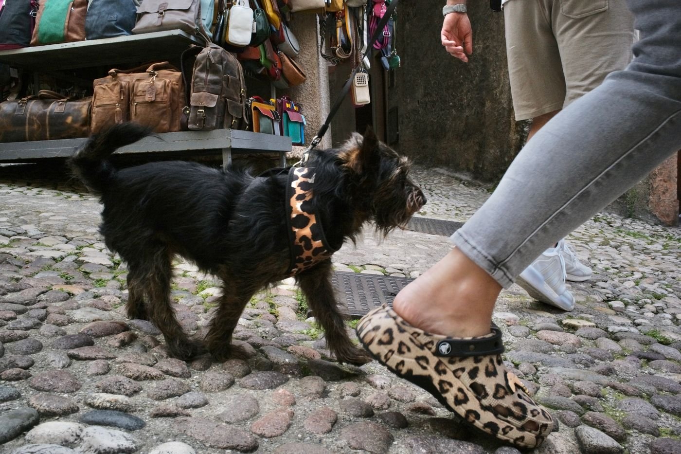 Matching Dog Walking Accessories: Style Without Sacrificing Fit