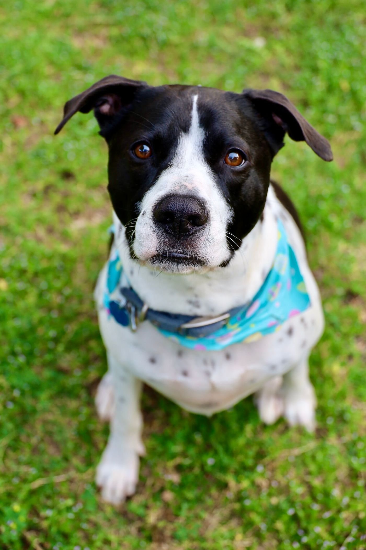 Dog Photo-Day Styling: Simple Gear and a Relaxed Session