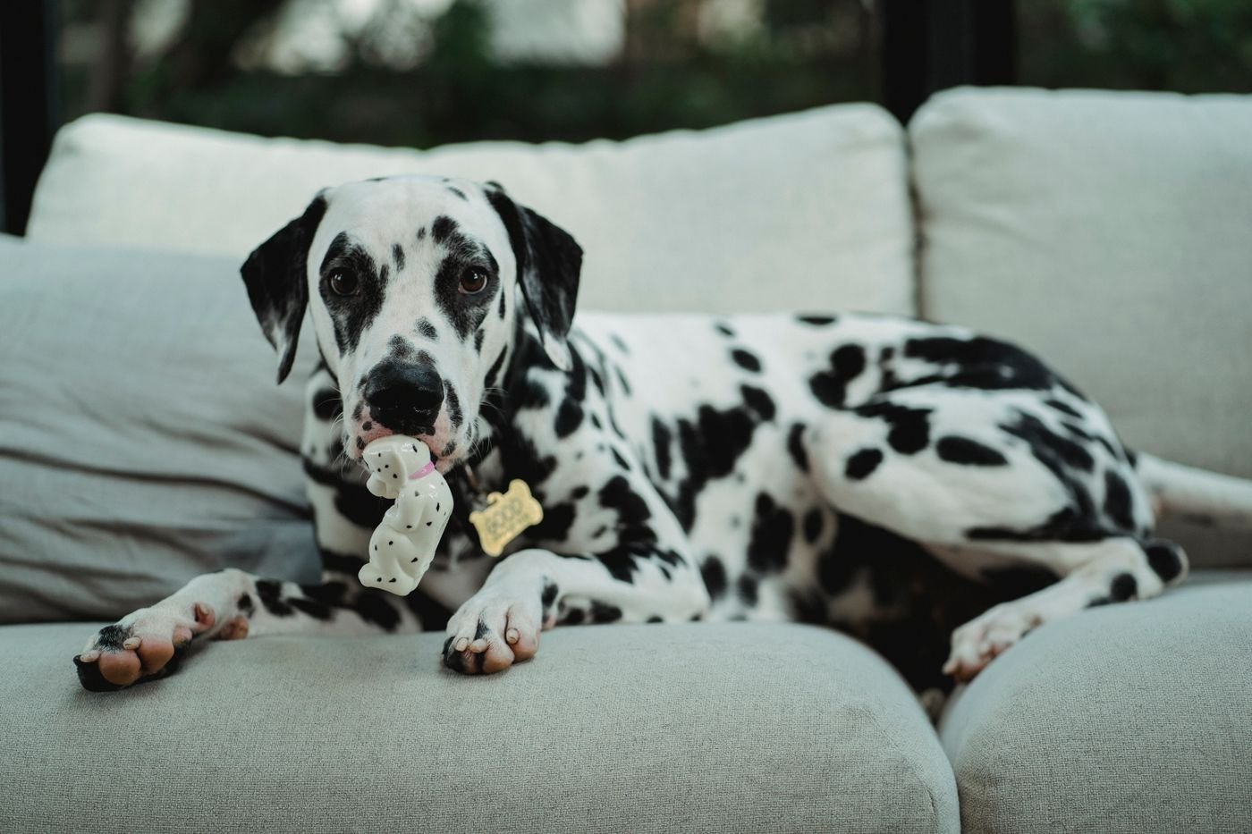 Choosing a First Food-Dispensing Dog Toy: What to Compare