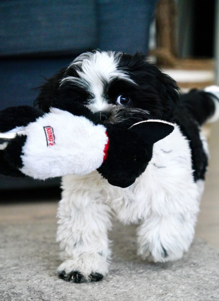 Small dog carrying a soft plush toy