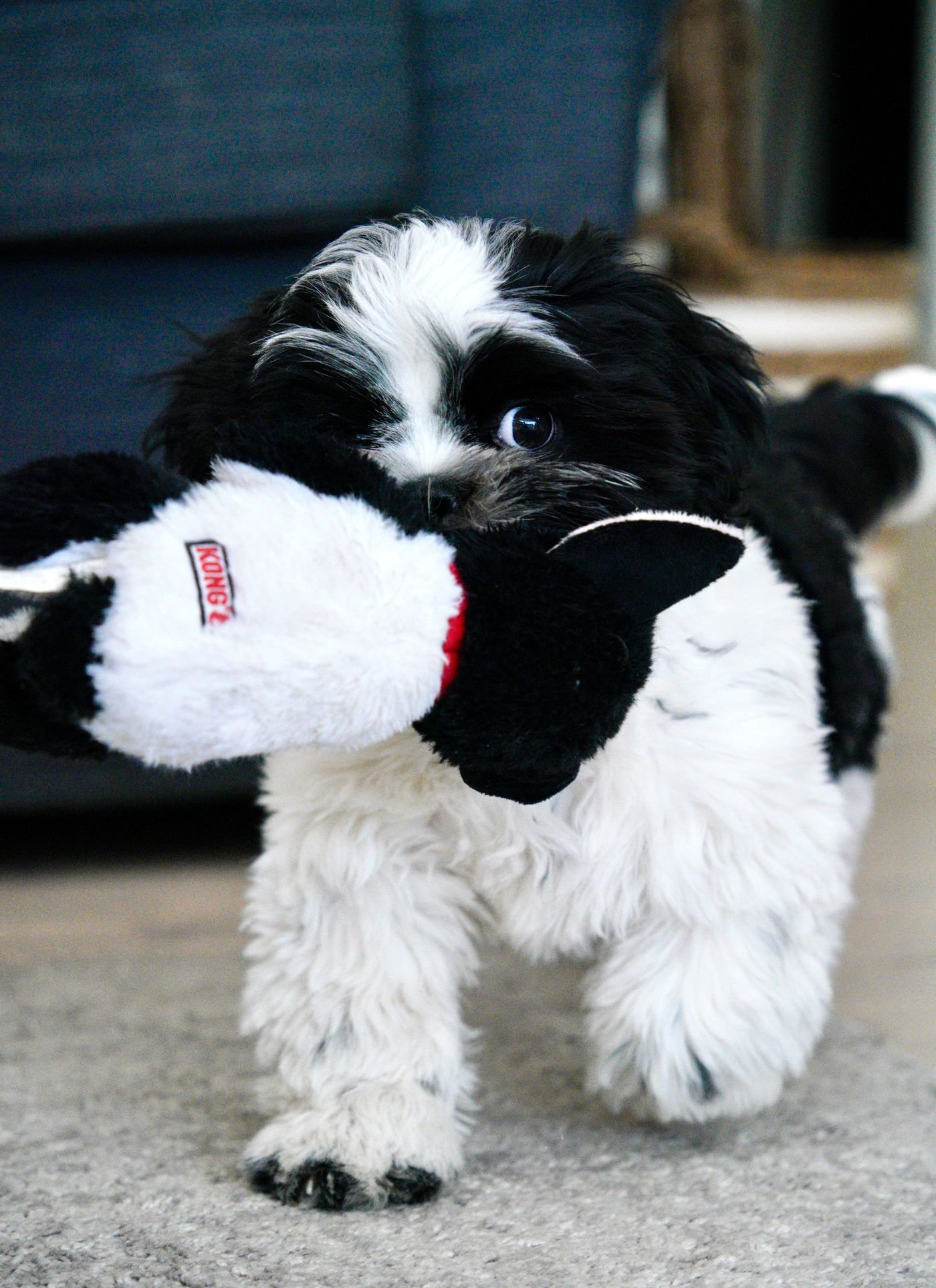 Puppy Toy Shopping: Age, Size, and Supervision Come First