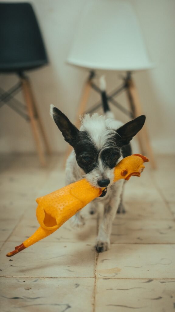Small dog carrying a yellow toy inside an apartment