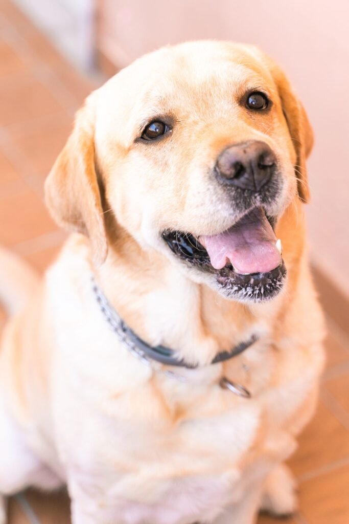 Golden retriever outdoors, illustrating an easier start to dog enrichment games