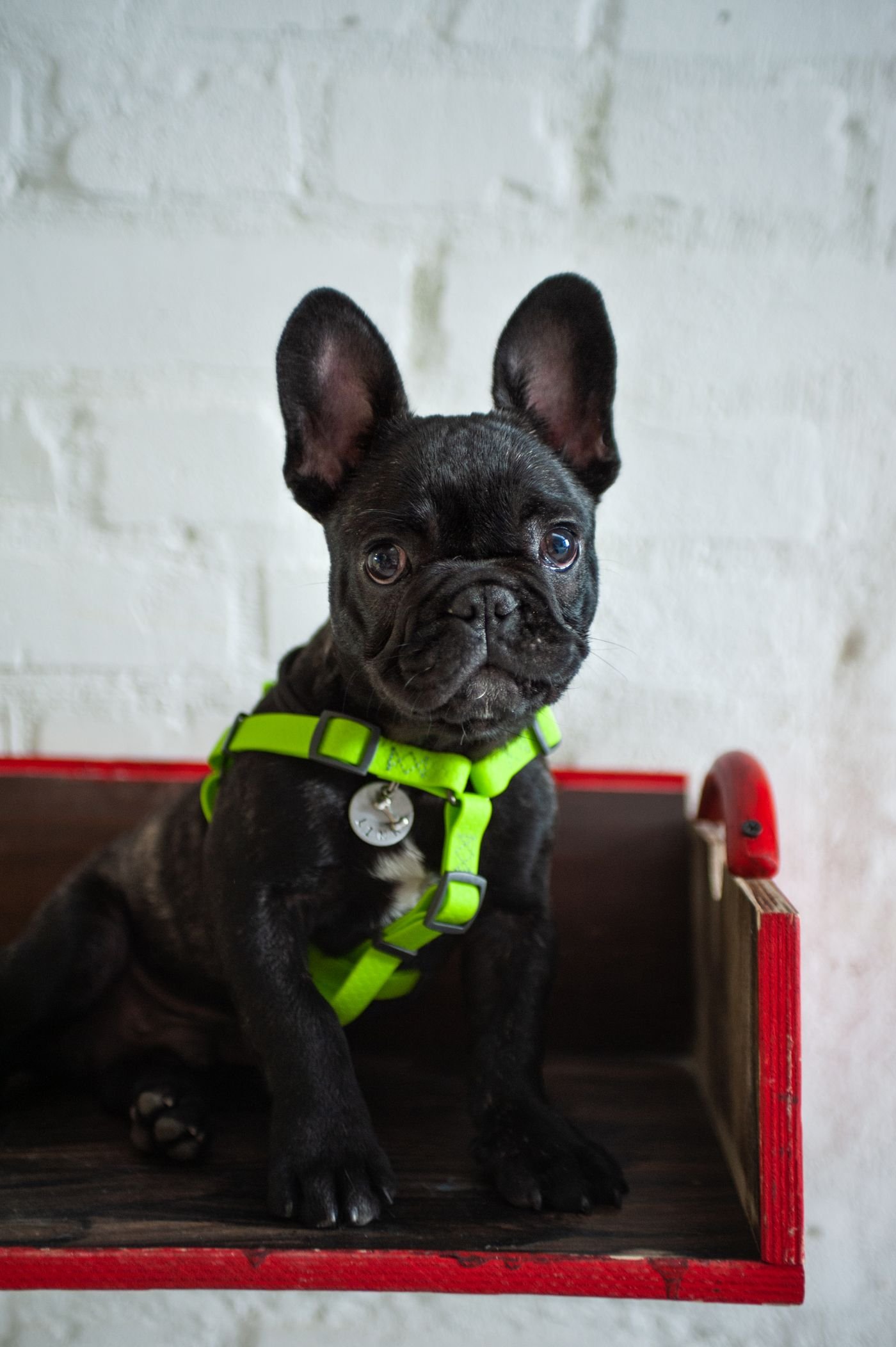 First Dog Harness: A Shopping Checklist for New Pet Parents