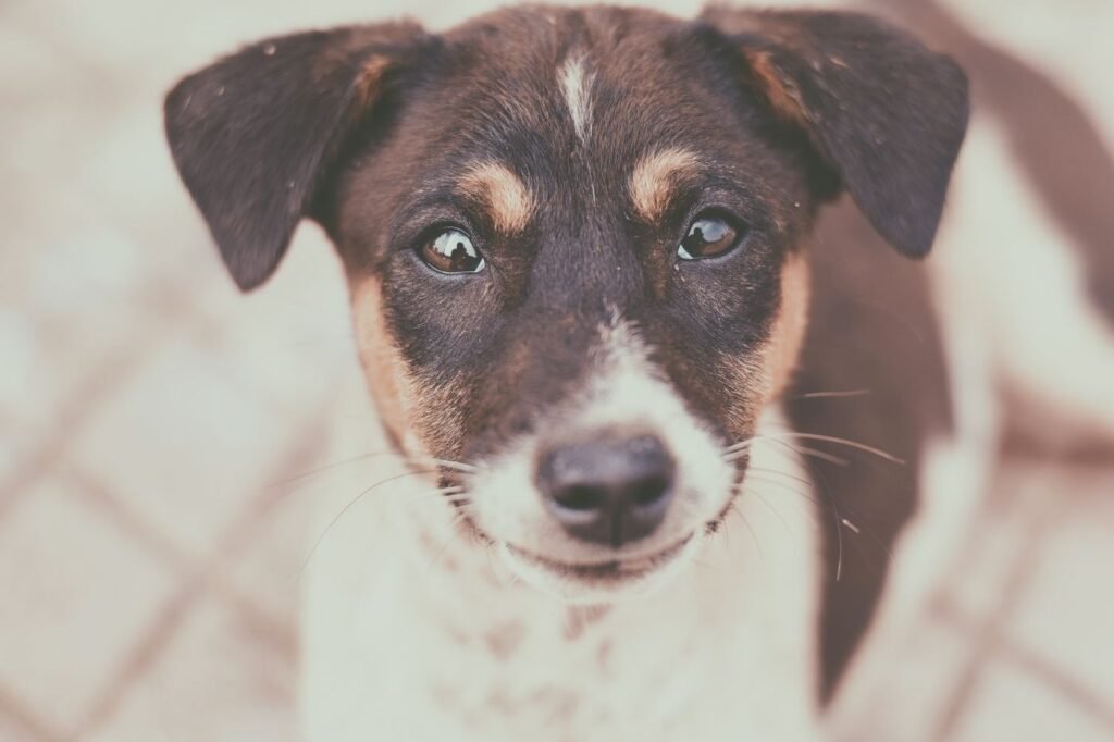 Close-up portrait of a young puppy