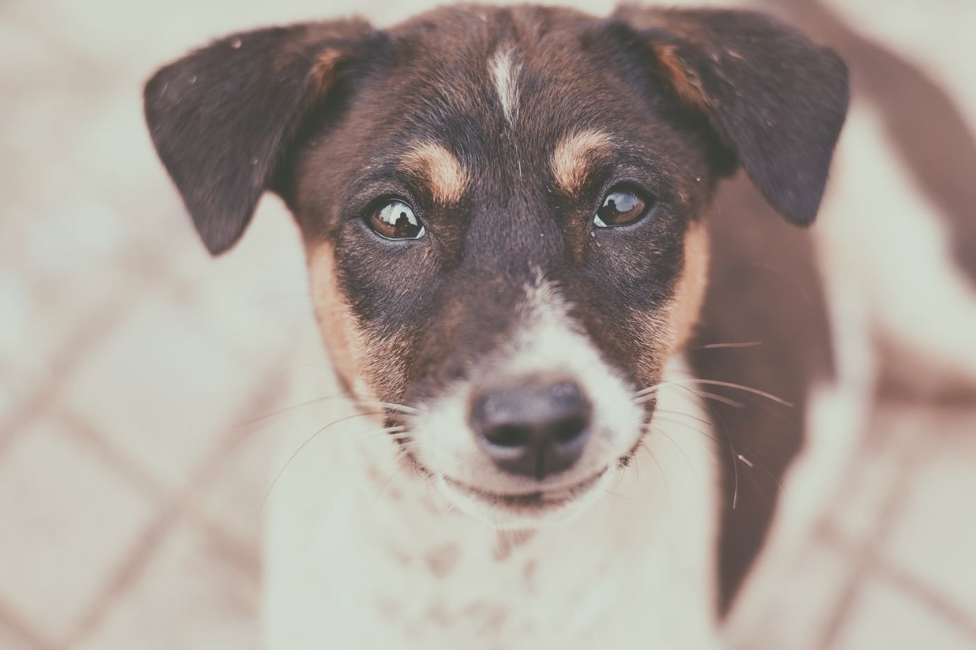 A Puppy Starter Kit That Leaves Room to Learn