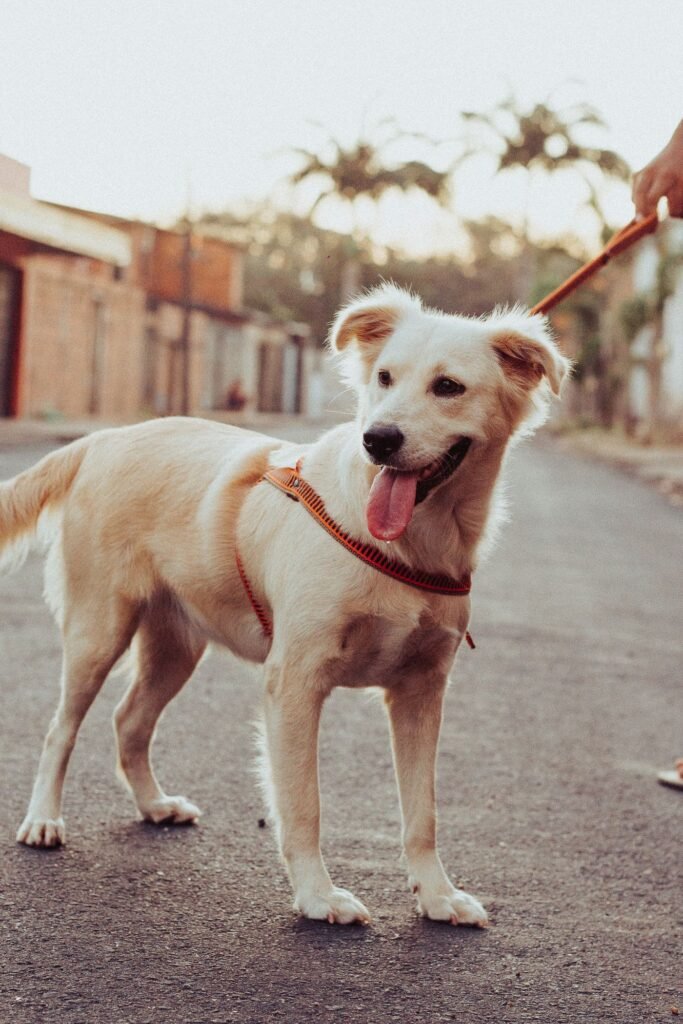 Dog wearing a harness and leash during an outdoor walk