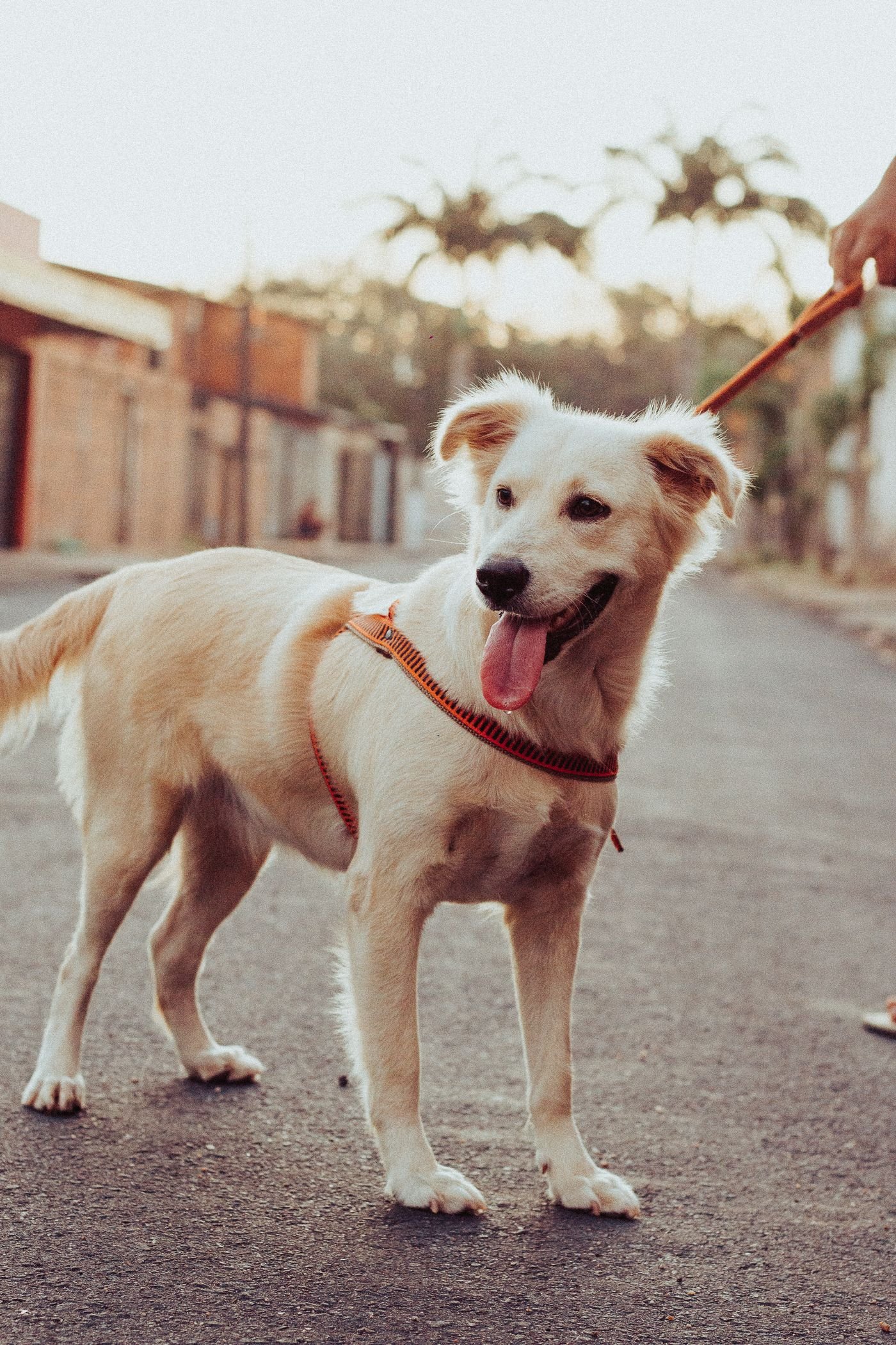 Your First Dog Outing Bag: Pack for a Short Trip