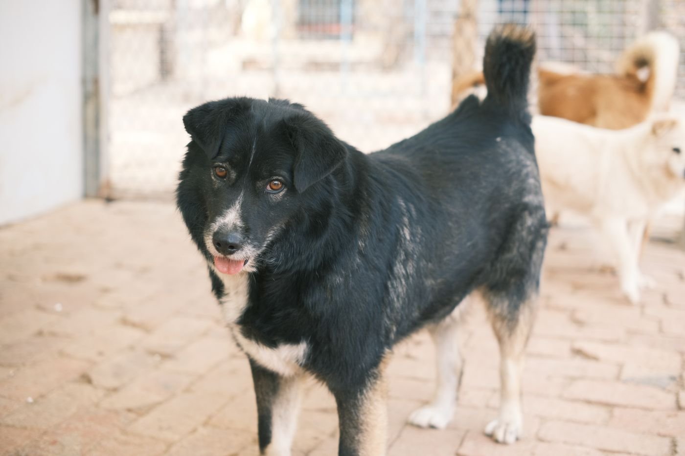 Adopting an Adult Dog: When to Buy New Walking Gear