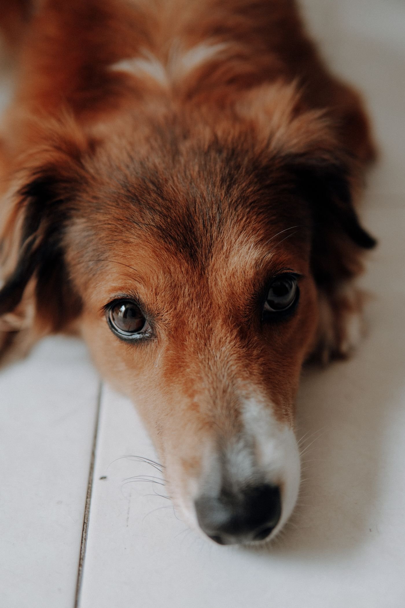 Raw Dog Food: Five Questions to Ask Before Changing Diets