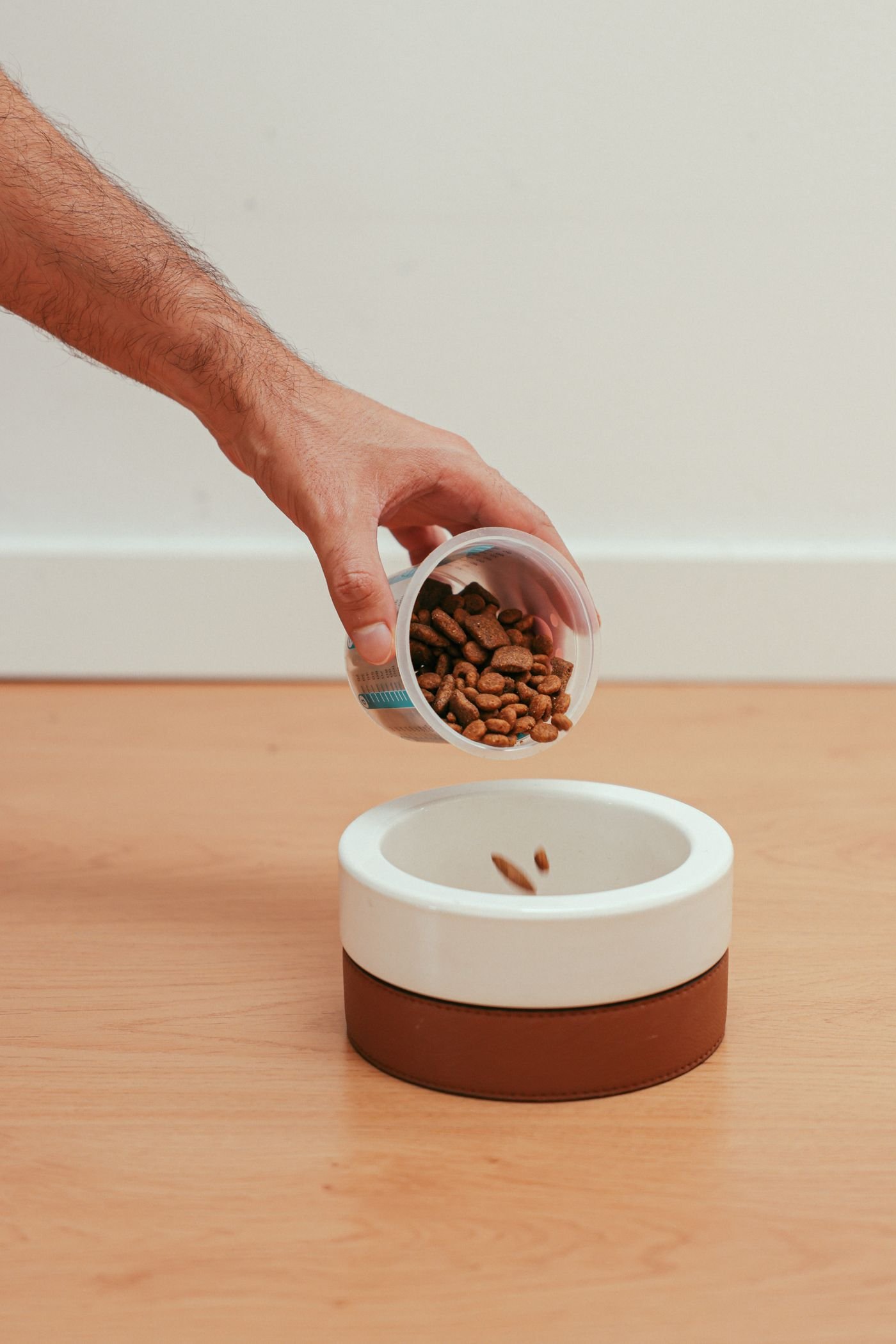Treat-Dispensing Toys: Keep Rewards Within the Feeding Plan