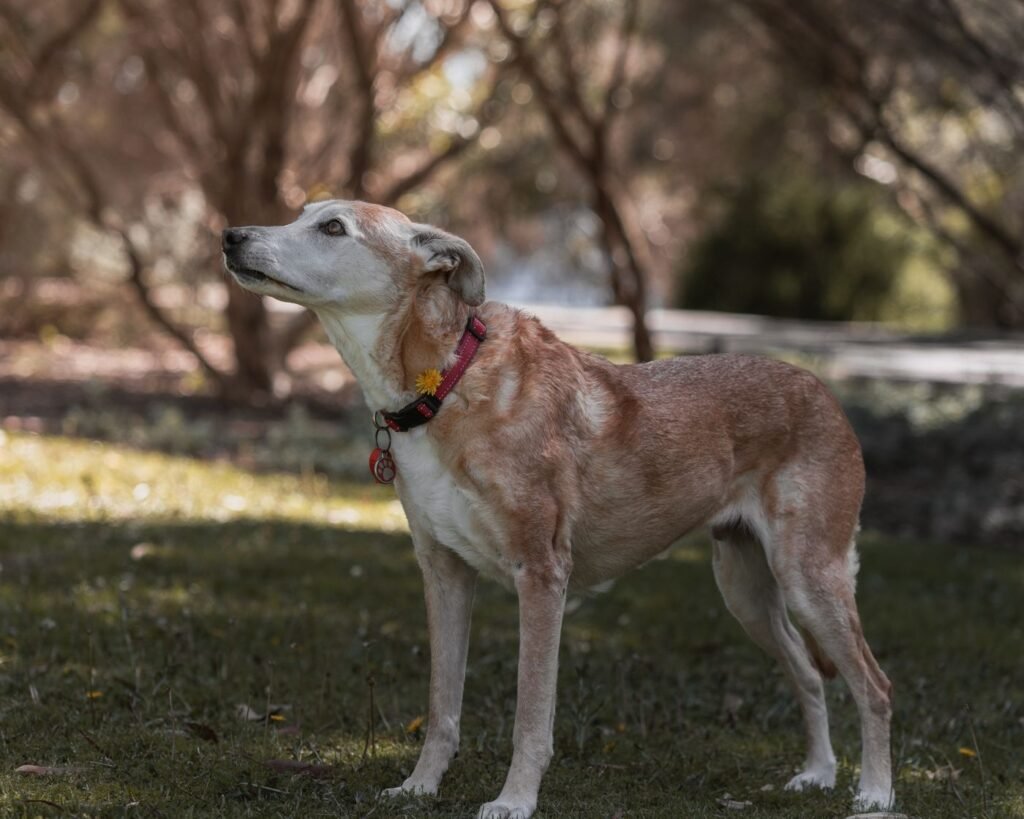 Senior dog standing in a sunny park
