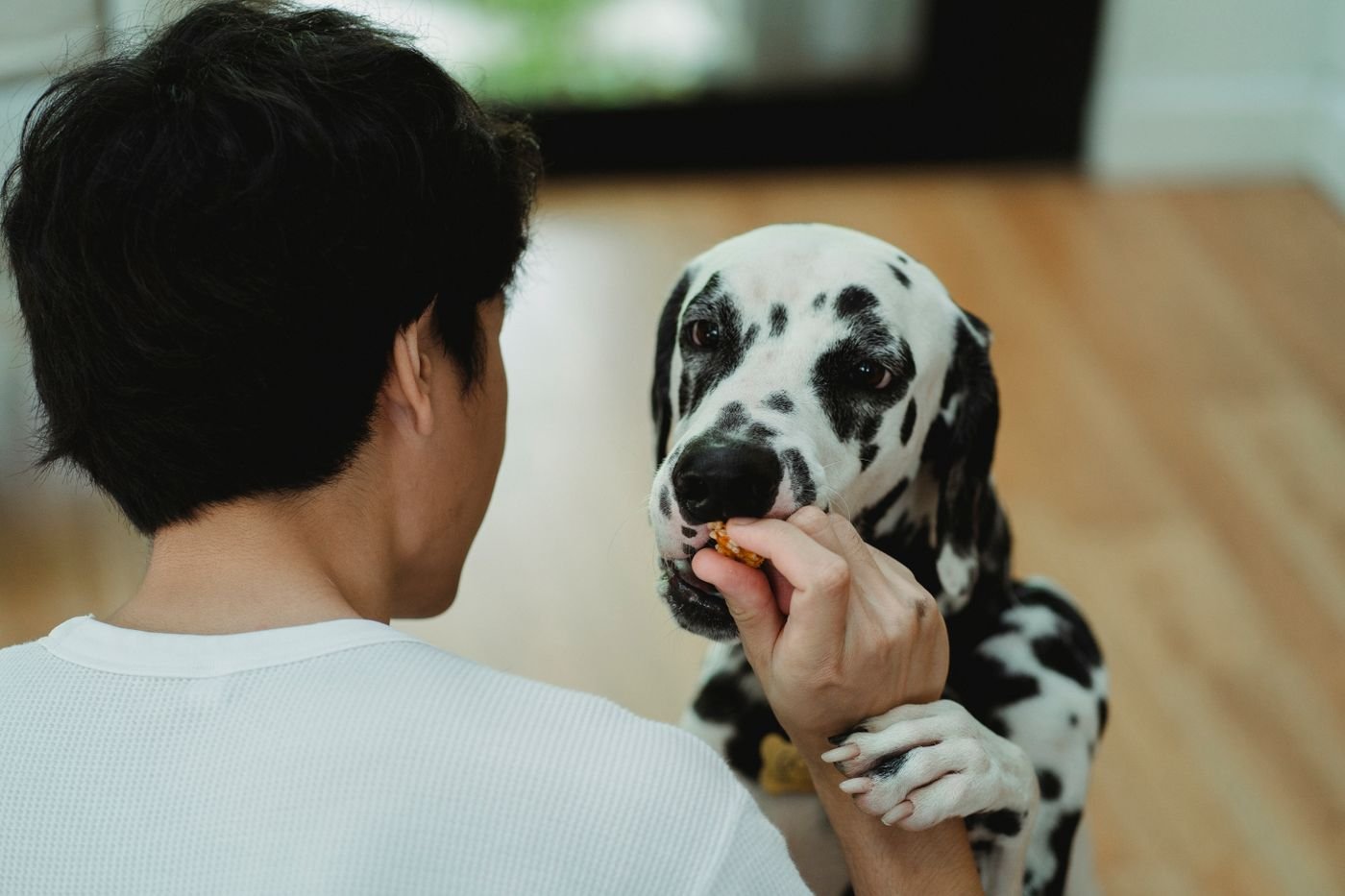Dog Training Treat Pouches: What Matters on a Real Walk