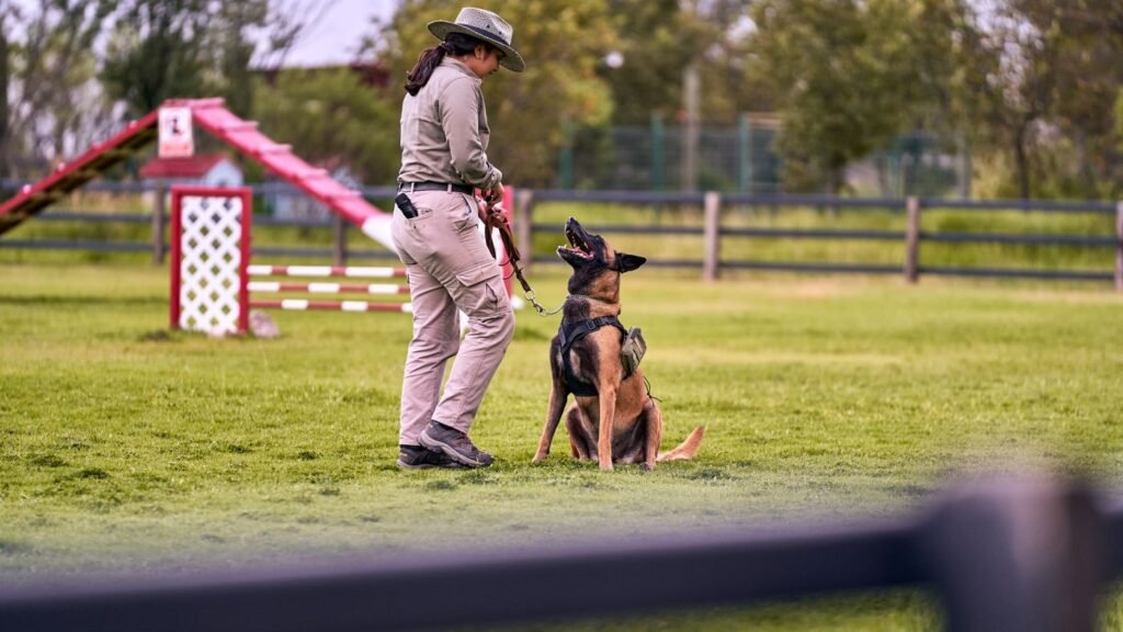 Handler working with a dog on a grassy training field