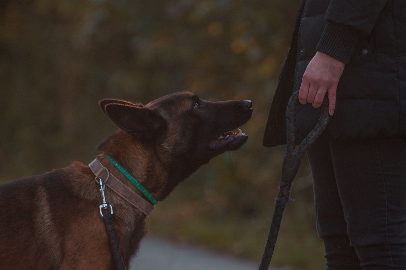 Loose-Leash Practice: Build a Simple Equipment and Reward Kit