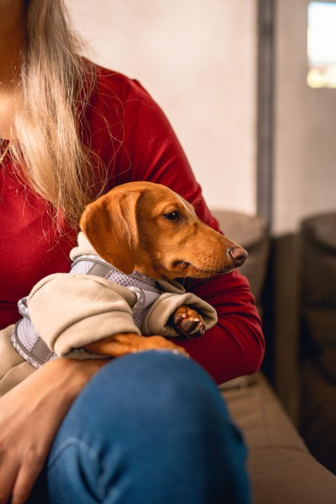 Woman holding a dachshund wearing a warm sweater
