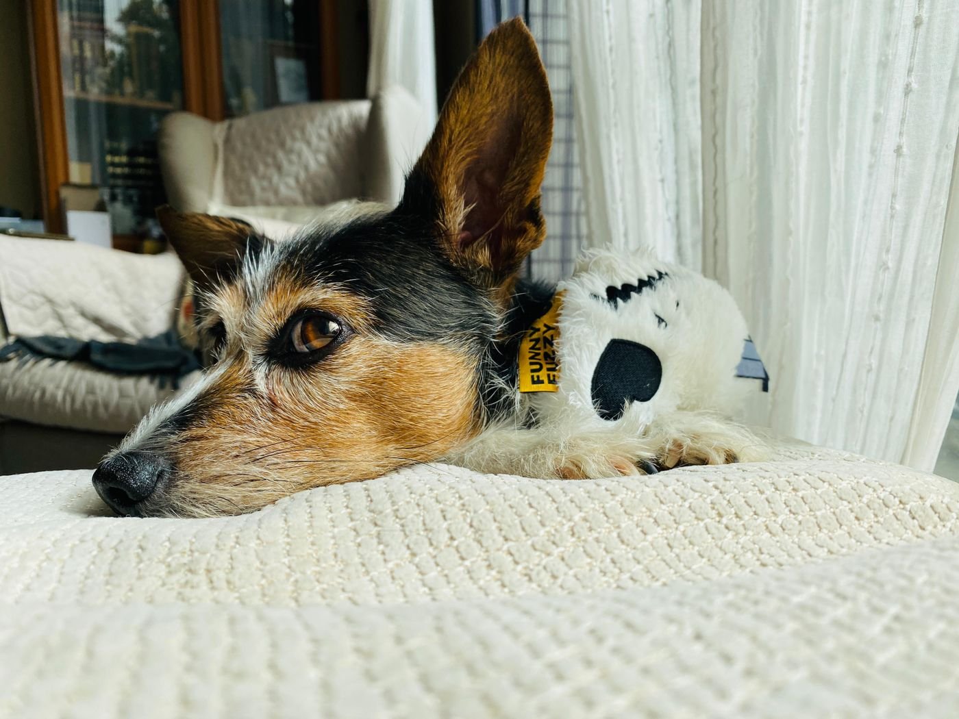 Dog resting beside a plush toy