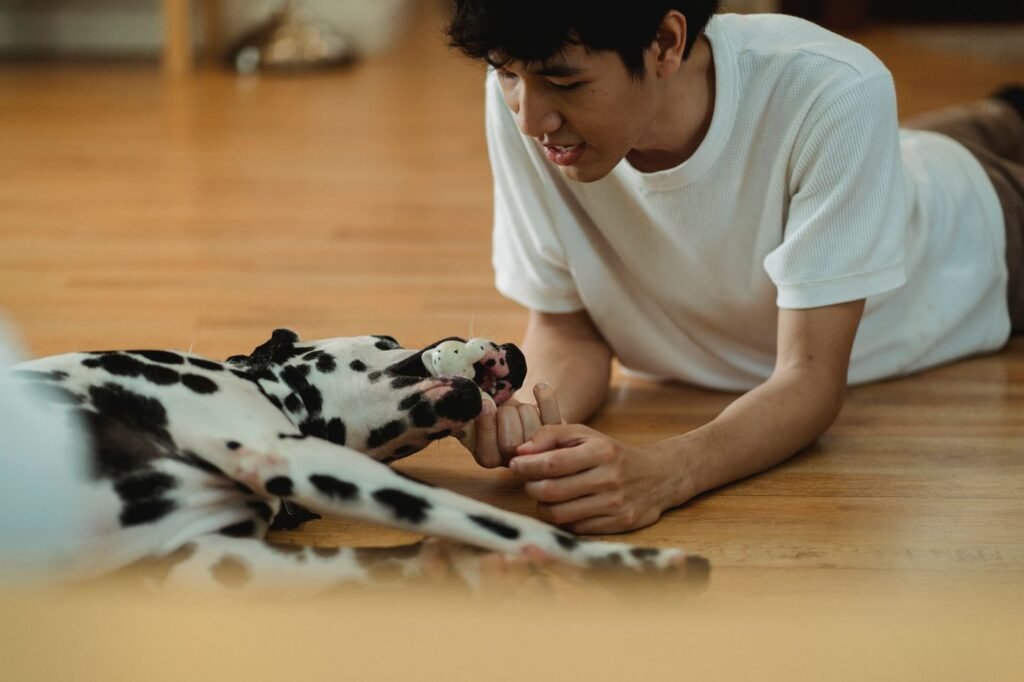 Person playing with a Dalmatian on the floor