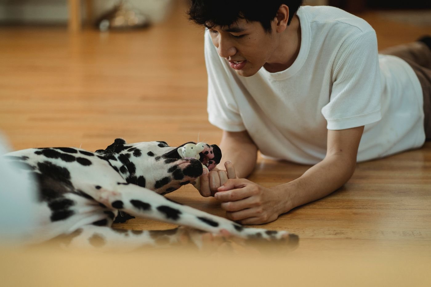 Build a Simple Pet Play Calendar Without Overplanning