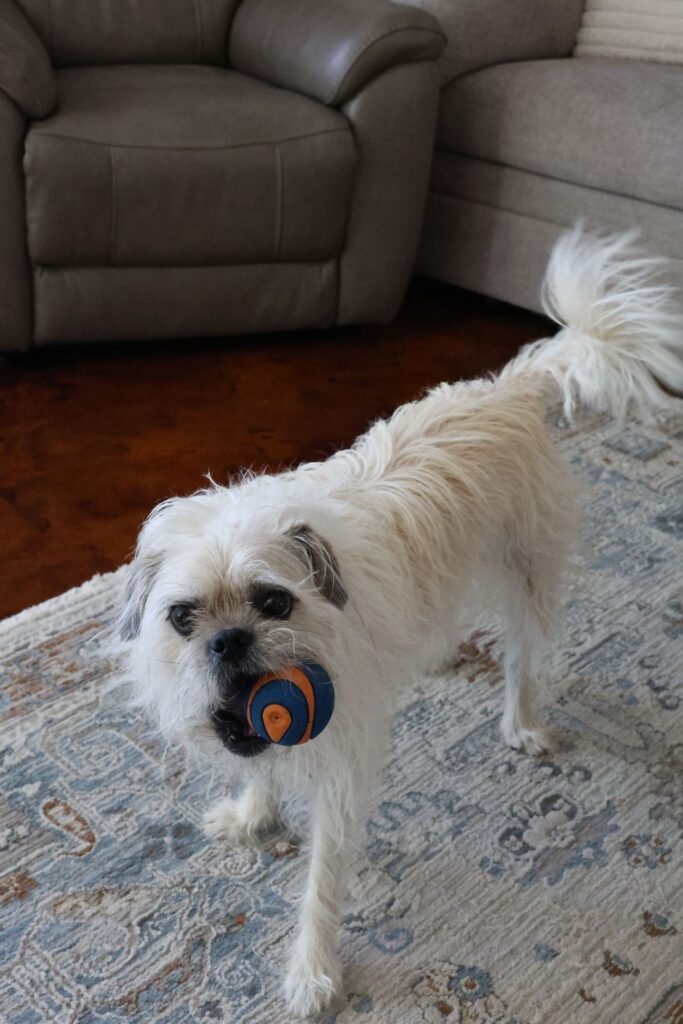 Small dog looking up during indoor play