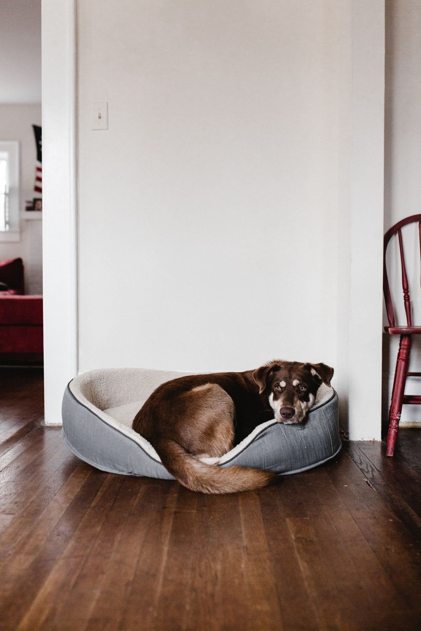 Visitors and Dogs: Plan a Calmer Arrival Before the Doorbell