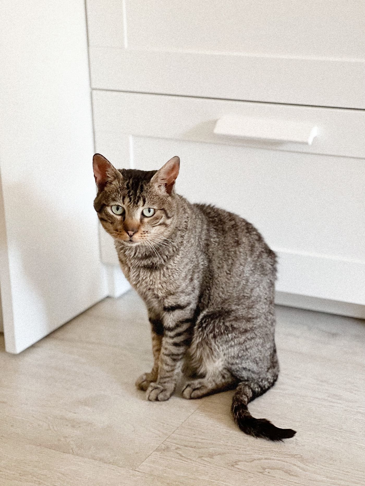 Cat Litter-Box Placement: Make Access Easy Every Day
