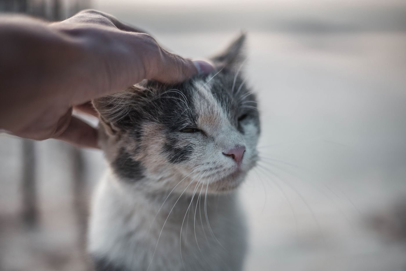 Petting Your Cat: Invite Contact, Pause, and Notice the Response