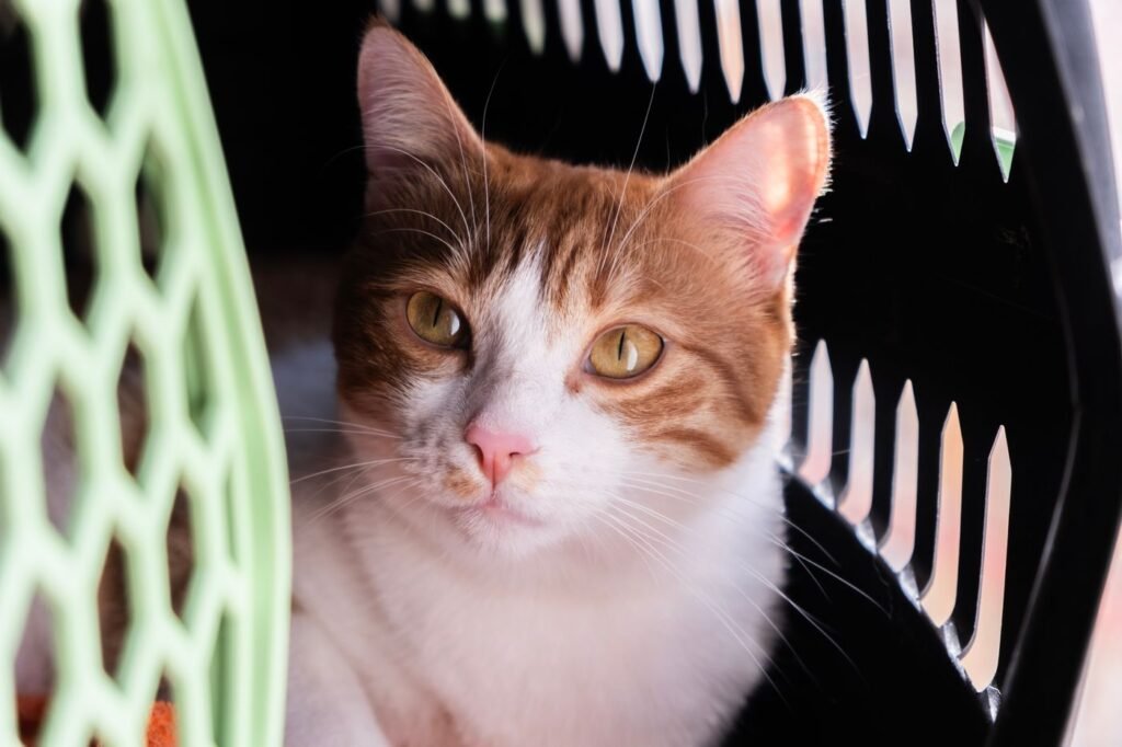 Orange and white cat resting inside a green pet carrier