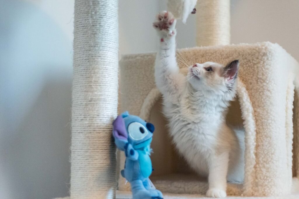 Kitten reaching up to play beside a cat tree