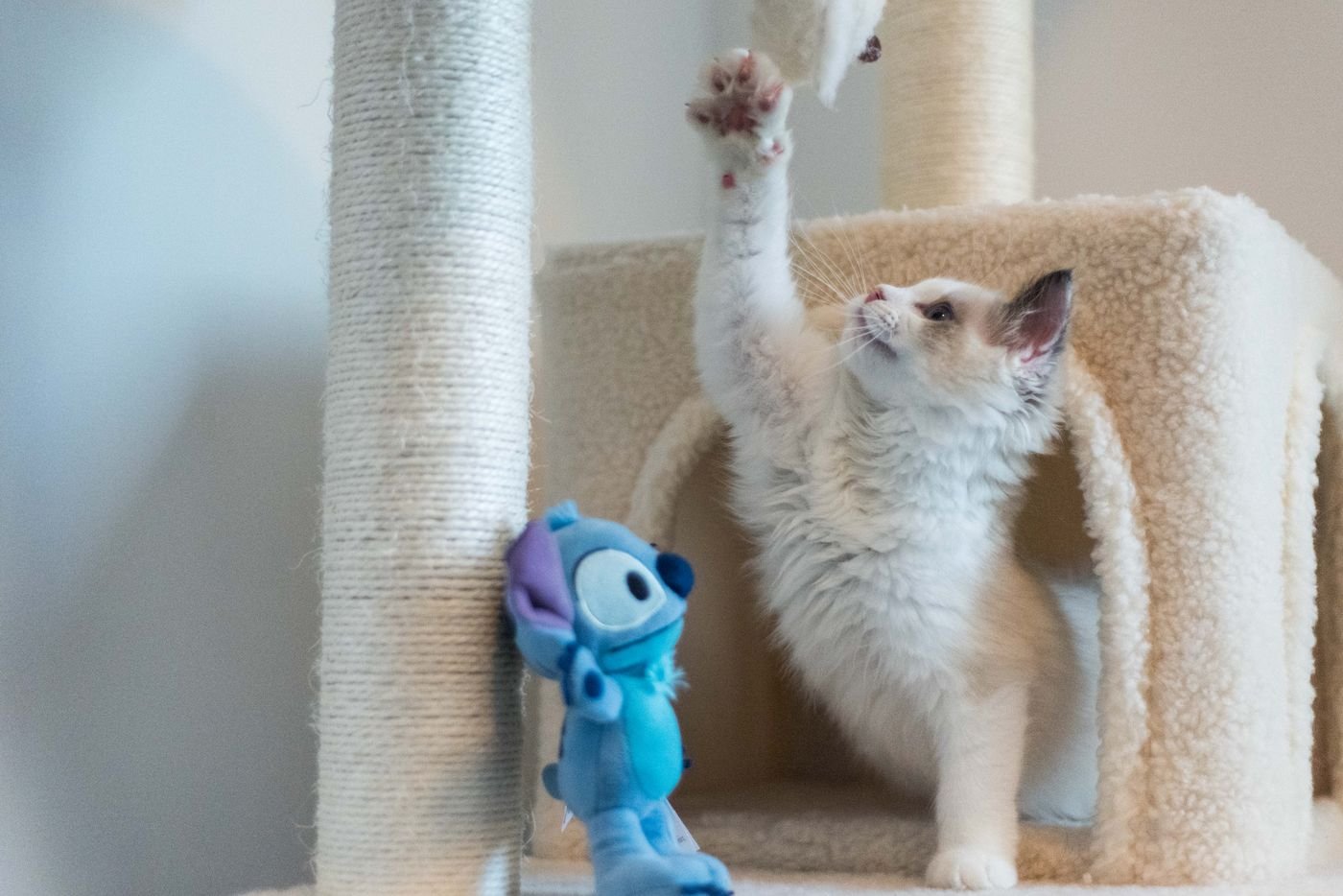 Kitten reaching up to play beside a cat tree