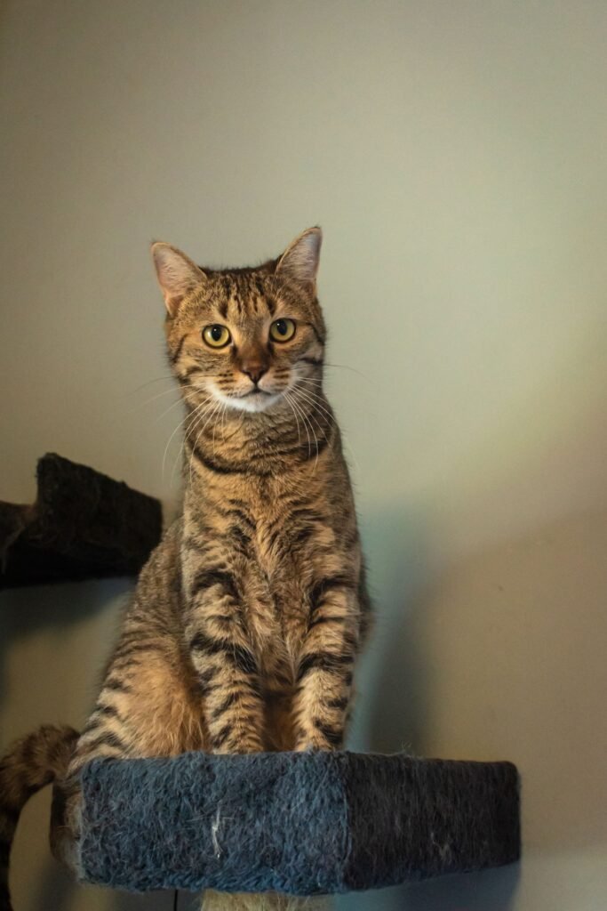 Tabby cat sitting on a scratching post