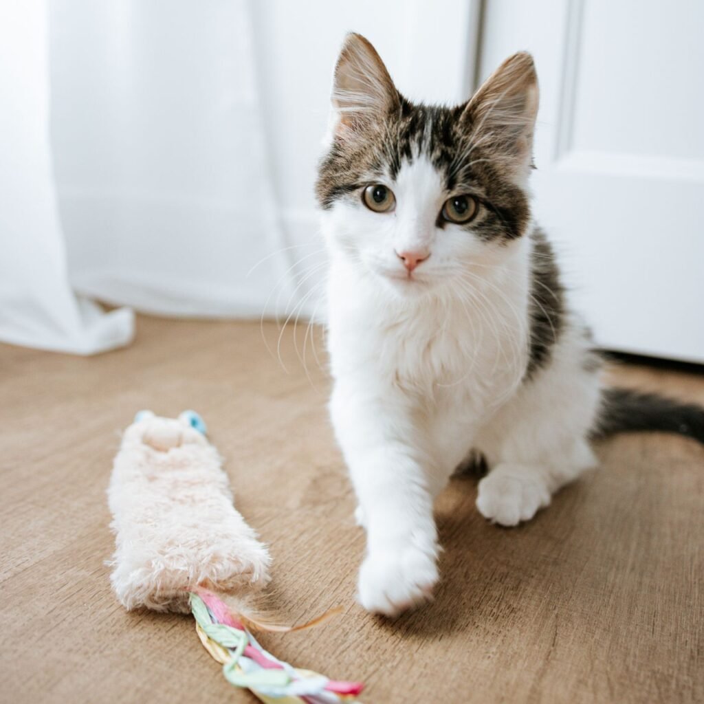 White and tabby kitten beside a small toy mouse