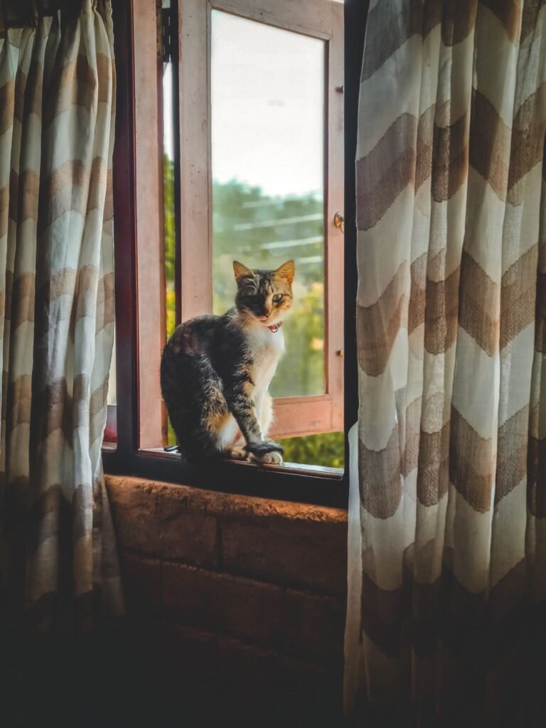 Tabby cat sitting at a window beside curtains