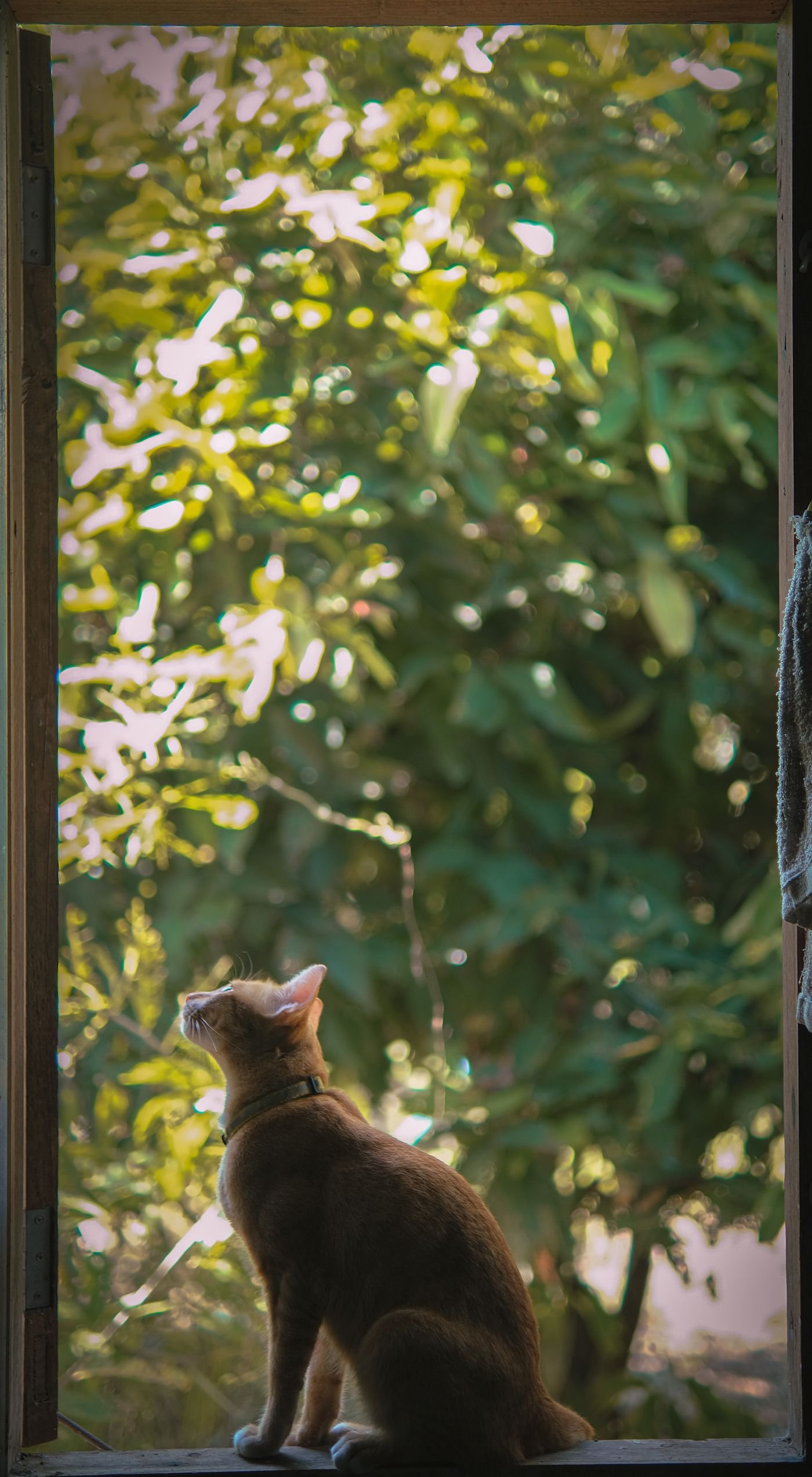 A Cat-Friendly Corner: Hiding Places, Perches, and Everyday Comfort