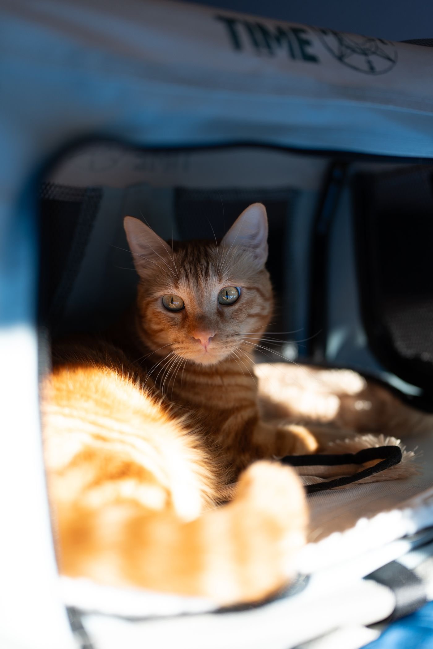 Make the Cat Carrier Part of Everyday Life